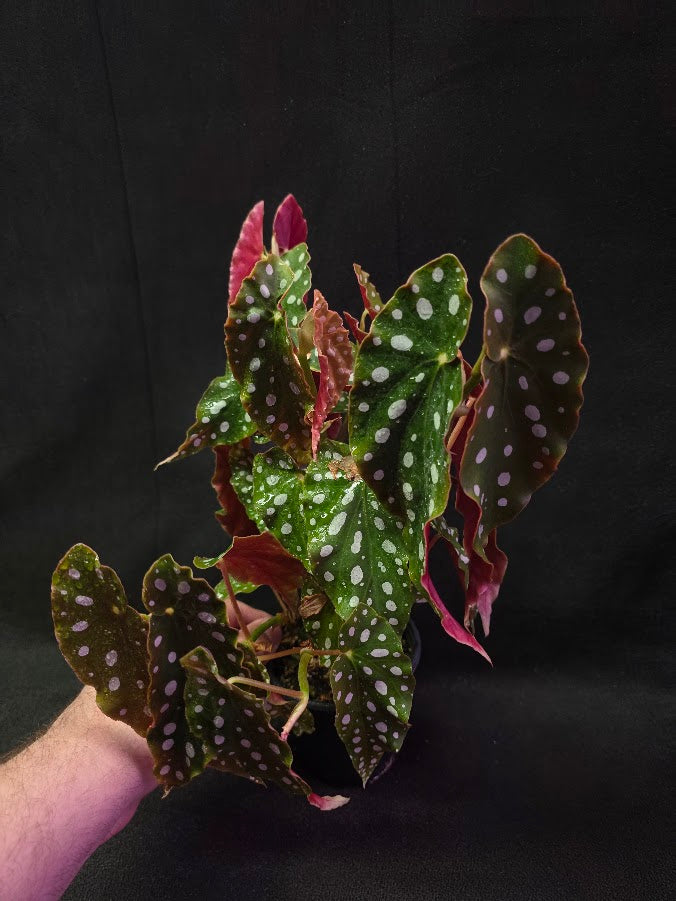 Polka Dot Begonia Silver Spot 