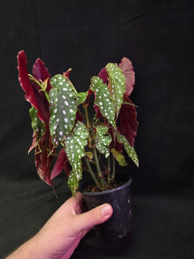 Polka Dot Begonia Silver Spot 