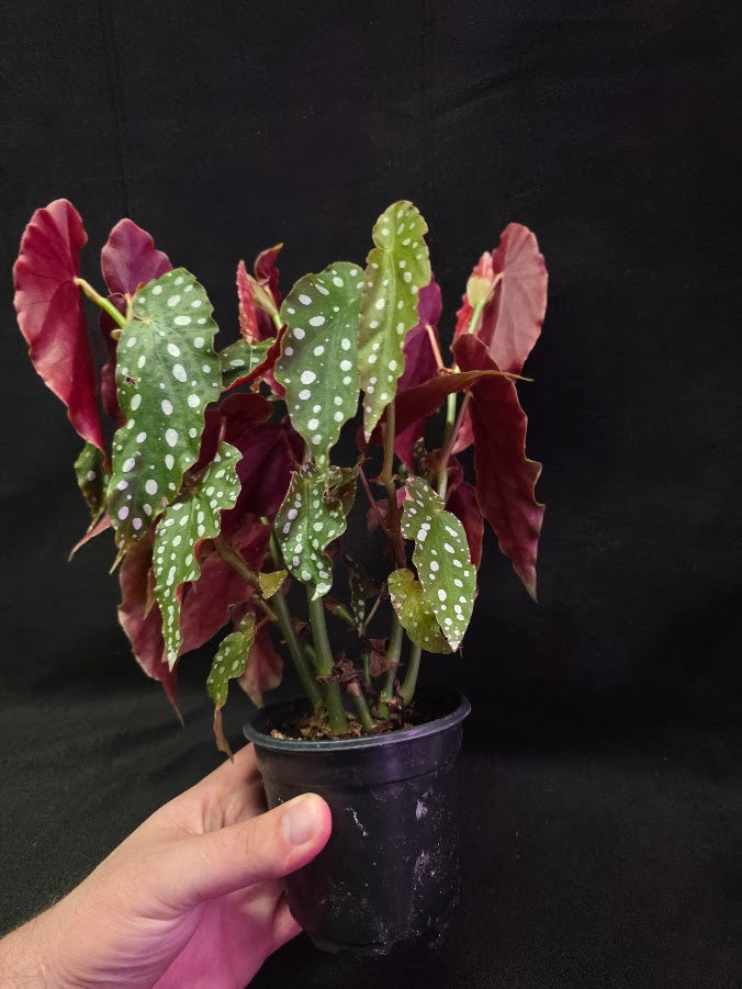 Polka Dot Begonia Silver Spot 