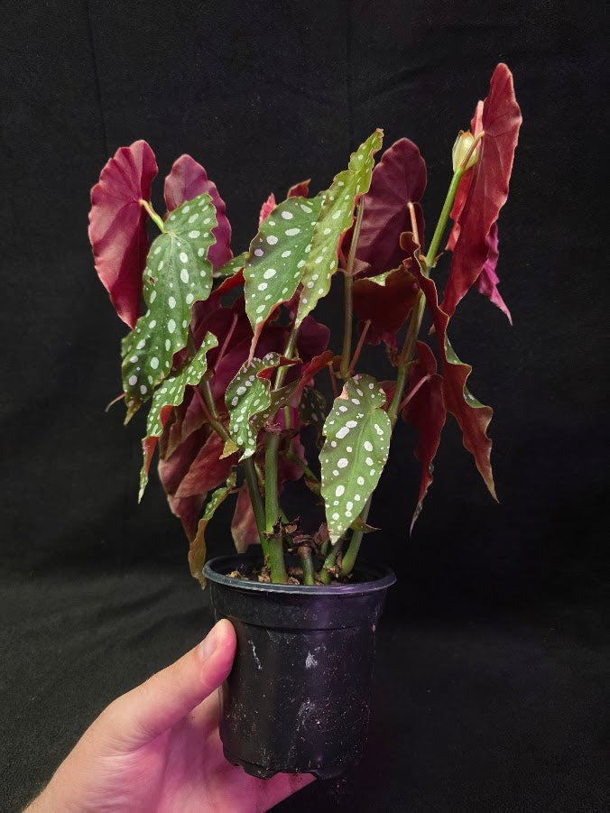 Polka Dot Begonia Silver Spot 