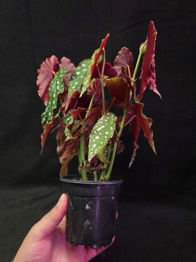 Polka Dot Begonia Silver Spot 