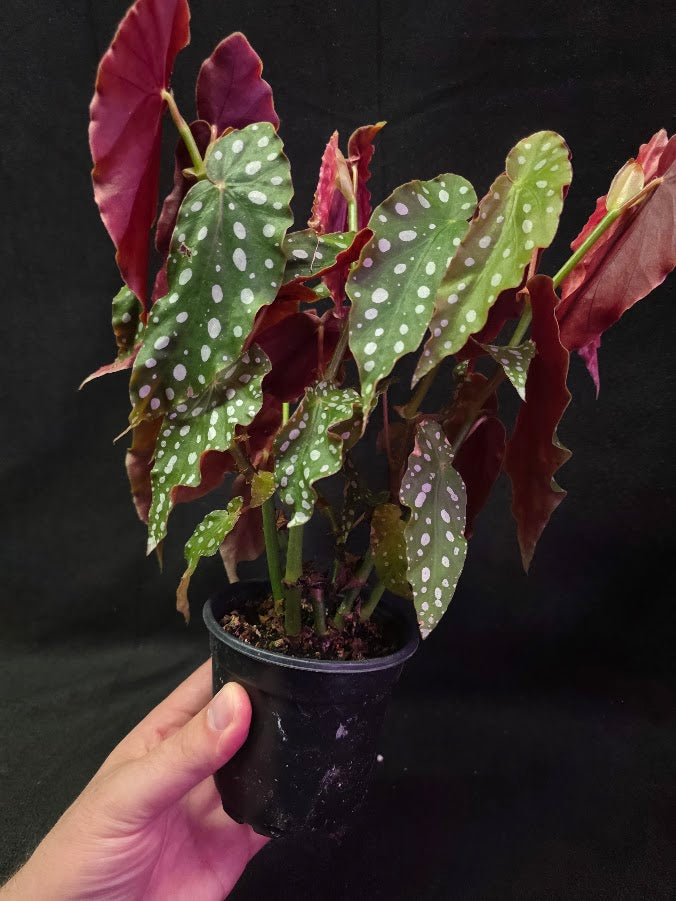 Polka Dot Begonia Silver Spot 