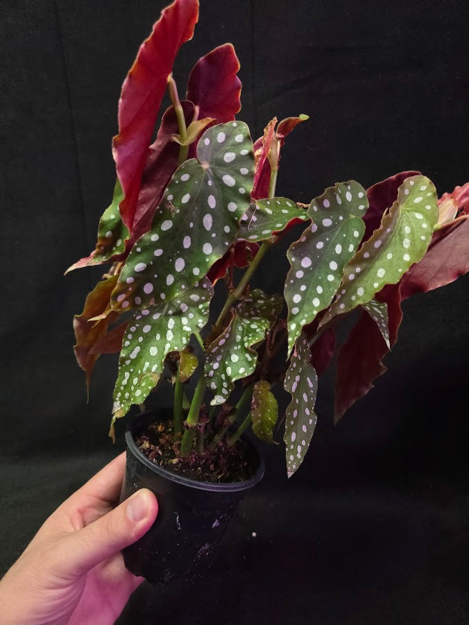 Polka Dot Begonia Silver Spot 