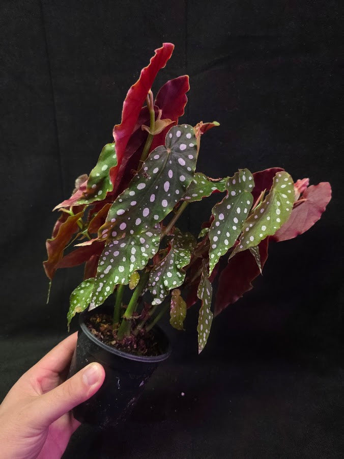 Polka Dot Begonia Silver Spot 