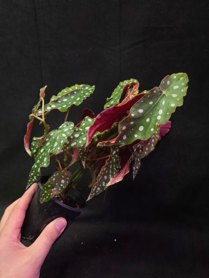 Polka Dot Begonia Silver Spot 