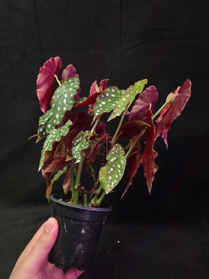 Polka Dot Begonia Silver Spot 