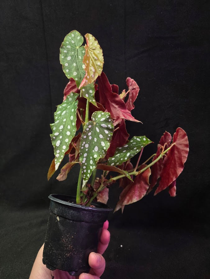 Polka Dot Begonia Silver Spot 
