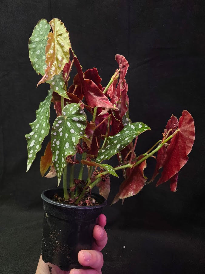 Polka Dot Begonia Silver Spot 