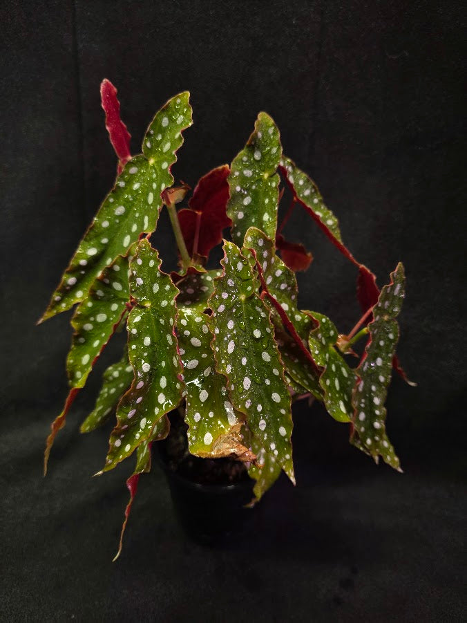 Polka Dot Begonia Silver Spot 