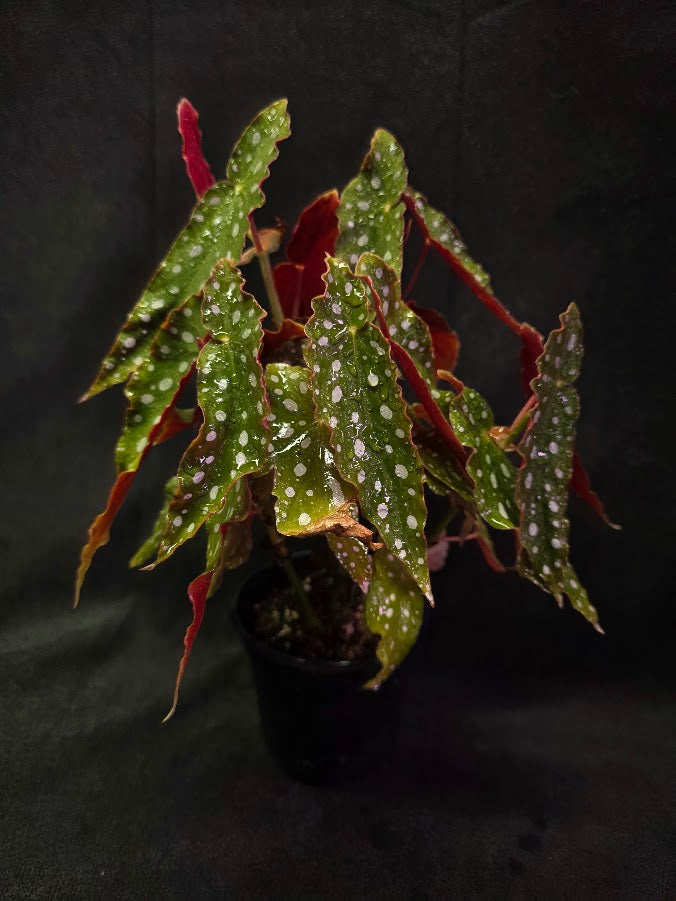 Polka Dot Begonia Silver Spot 