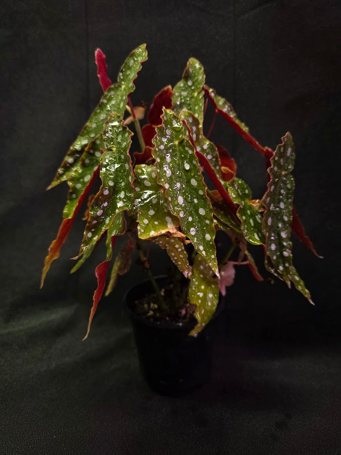 Polka Dot Begonia Silver Spot 