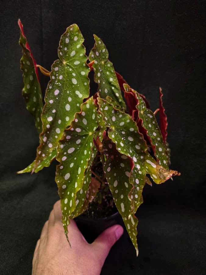 Polka Dot Begonia Silver Spot 