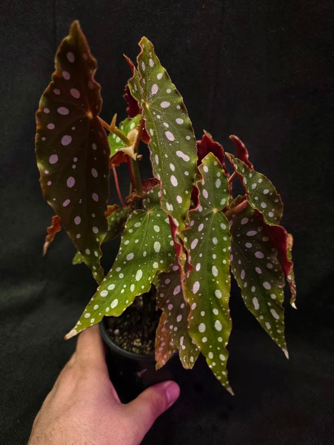 Polka Dot Begonia Silver Spot 