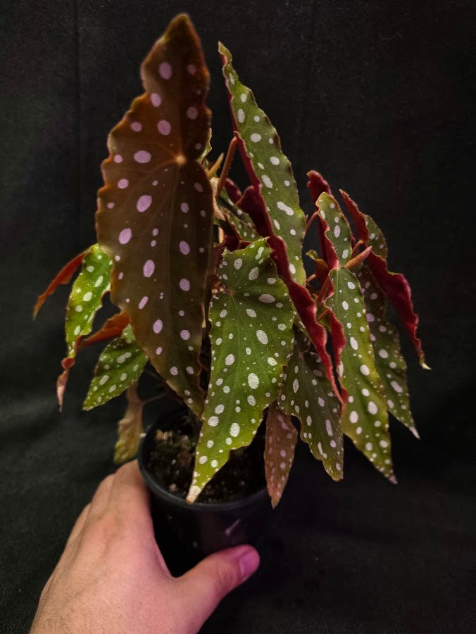 Polka Dot Begonia Silver Spot 