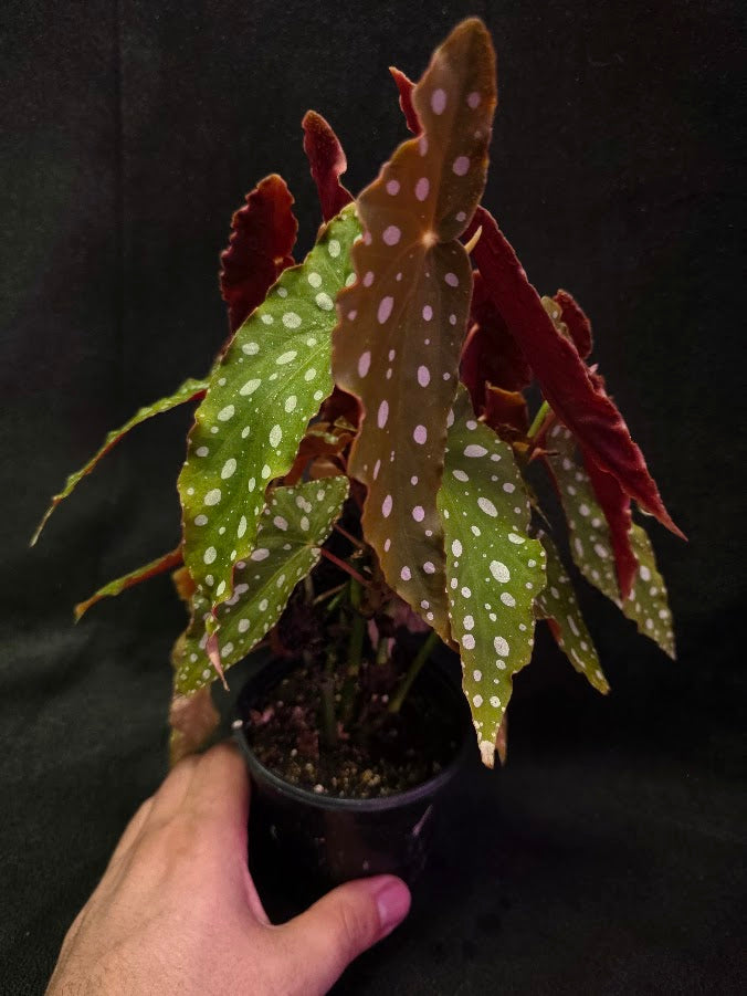 Polka Dot Begonia Silver Spot 