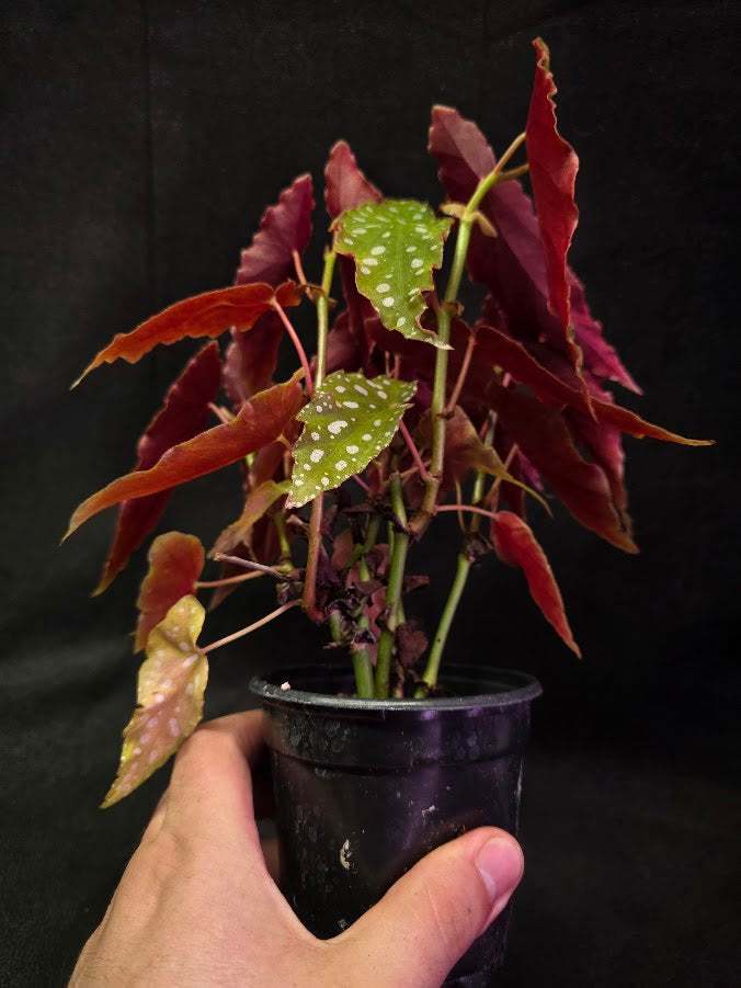 Polka Dot Begonia Silver Spot 