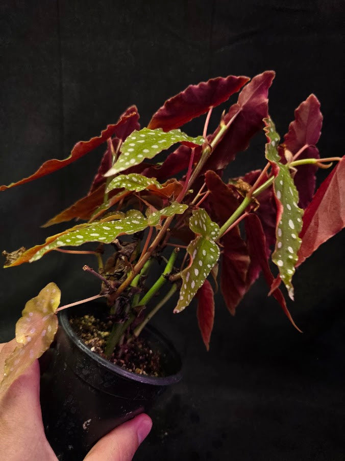 Polka Dot Begonia Silver Spot 