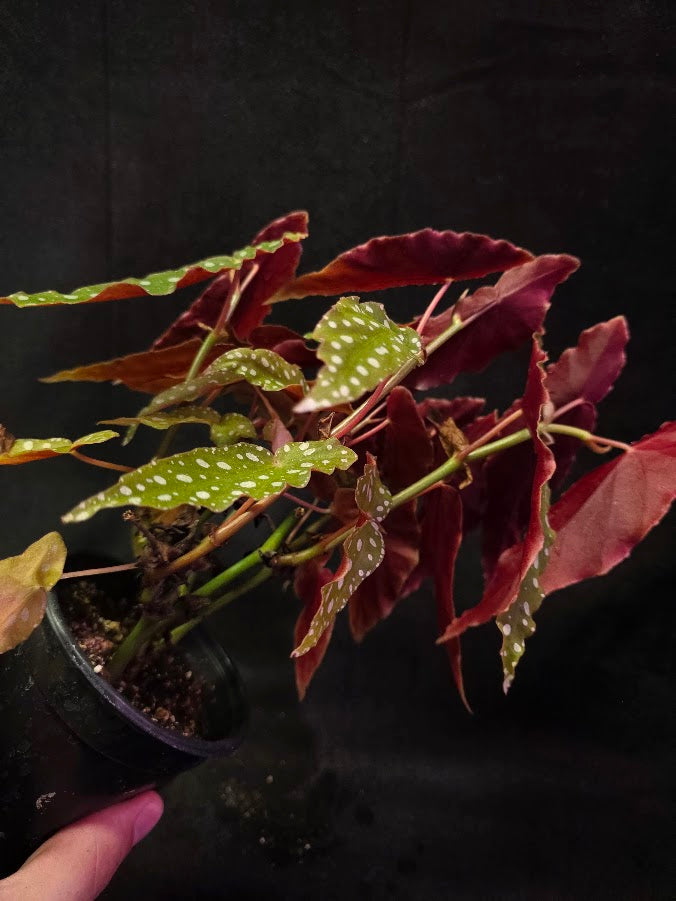 Polka Dot Begonia Silver Spot 