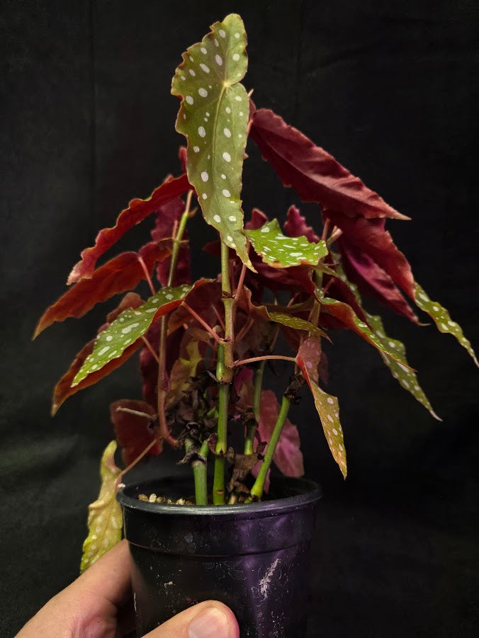 Polka Dot Begonia Silver Spot 