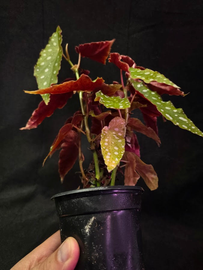 Polka Dot Begonia Silver Spot 