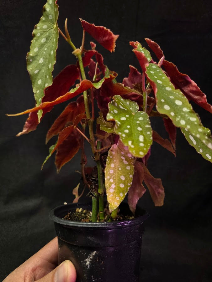 Polka Dot Begonia Silver Spot 