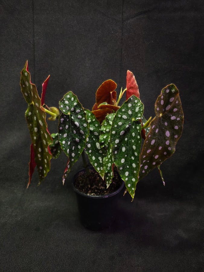Polka Dot Begonia Silver Spot 
