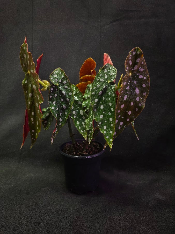 Polka Dot Begonia Silver Spot 