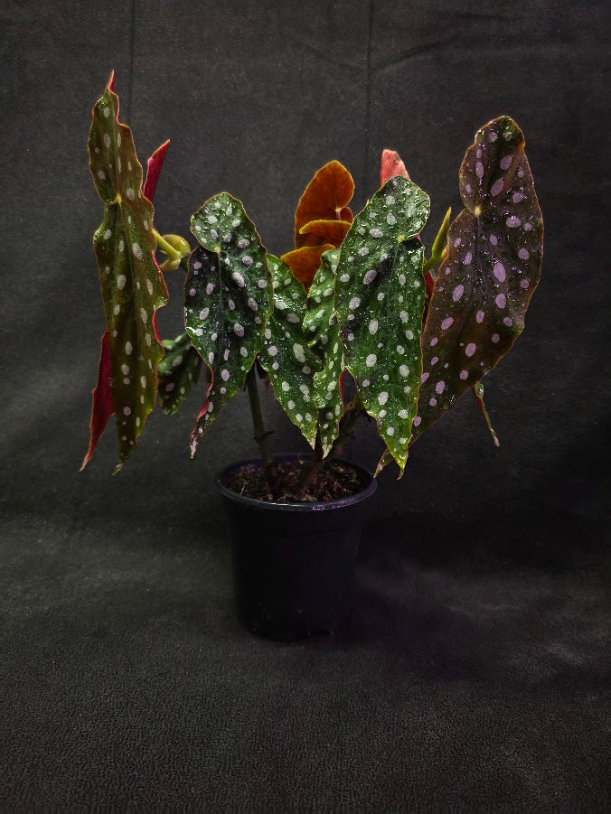 Polka Dot Begonia Silver Spot 