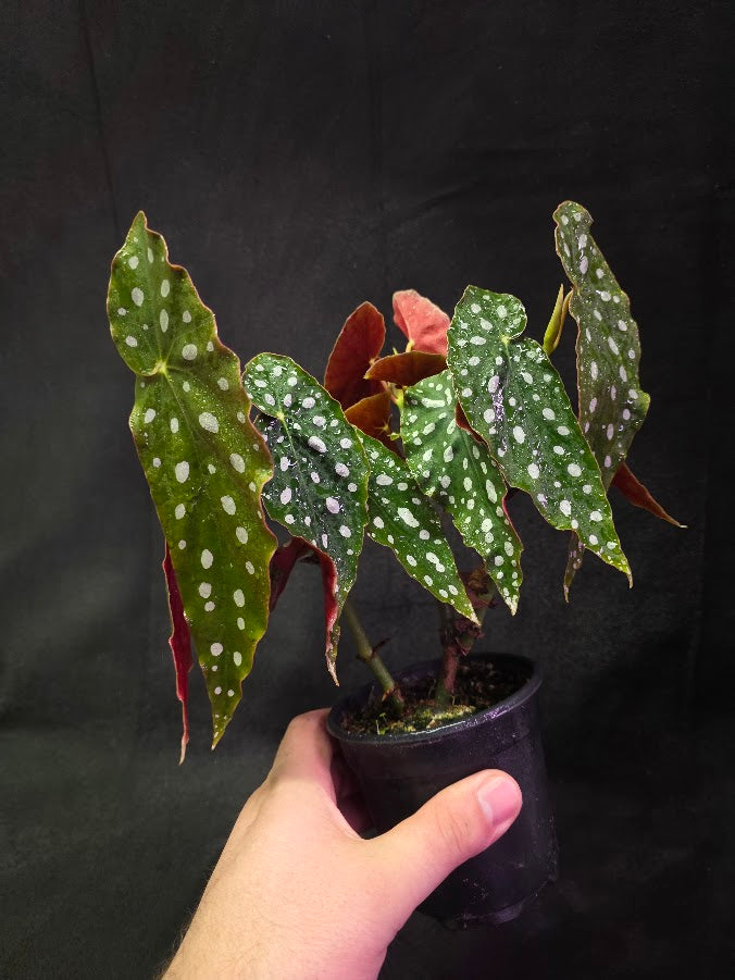 Polka Dot Begonia Silver Spot 