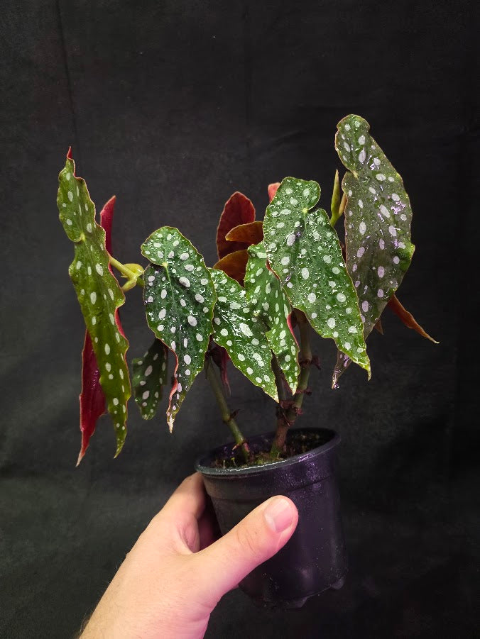 Polka Dot Begonia Silver Spot 