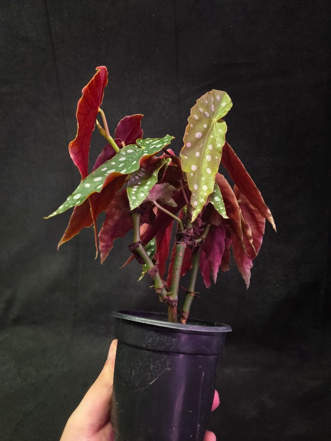 Polka Dot Begonia Silver Spot 