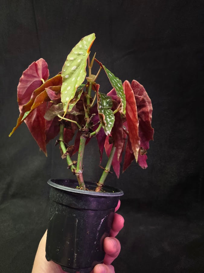 Polka Dot Begonia Silver Spot 