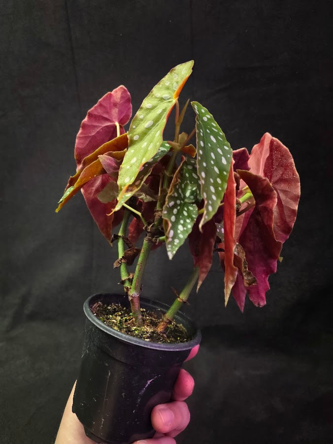 Polka Dot Begonia Silver Spot 