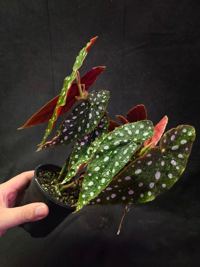 Polka Dot Begonia Silver Spot 