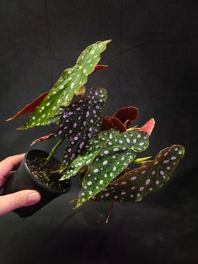 Polka Dot Begonia Silver Spot 