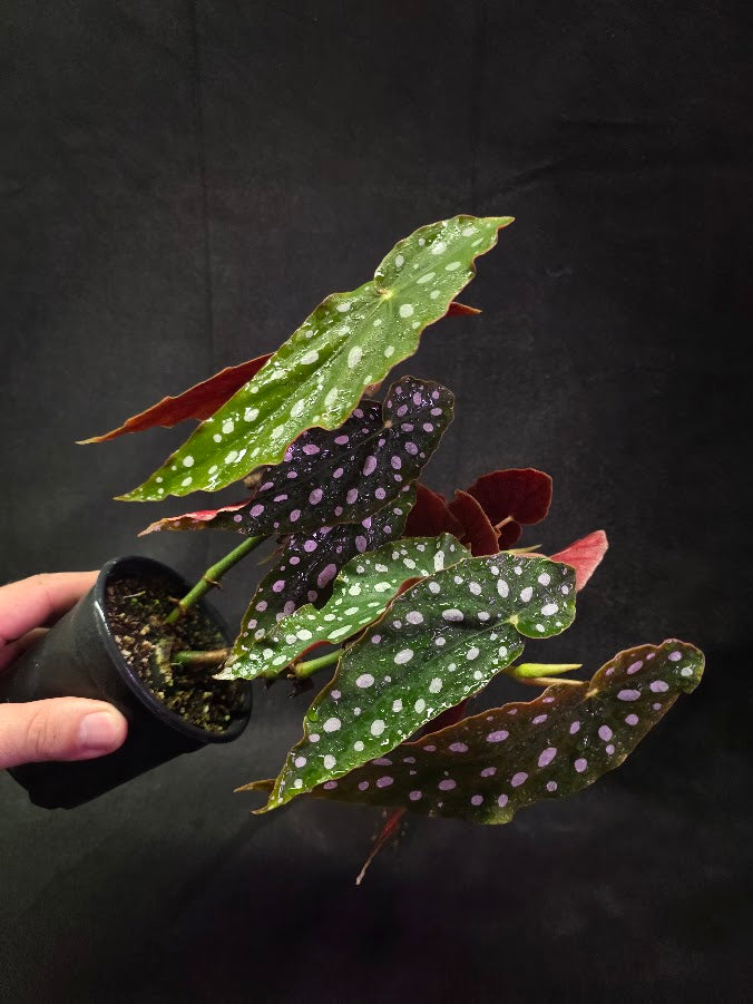 Polka Dot Begonia Silver Spot 