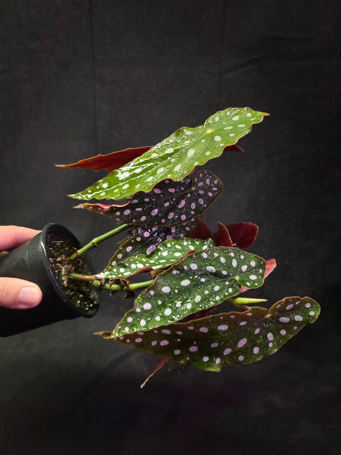 Polka Dot Begonia Silver Spot 