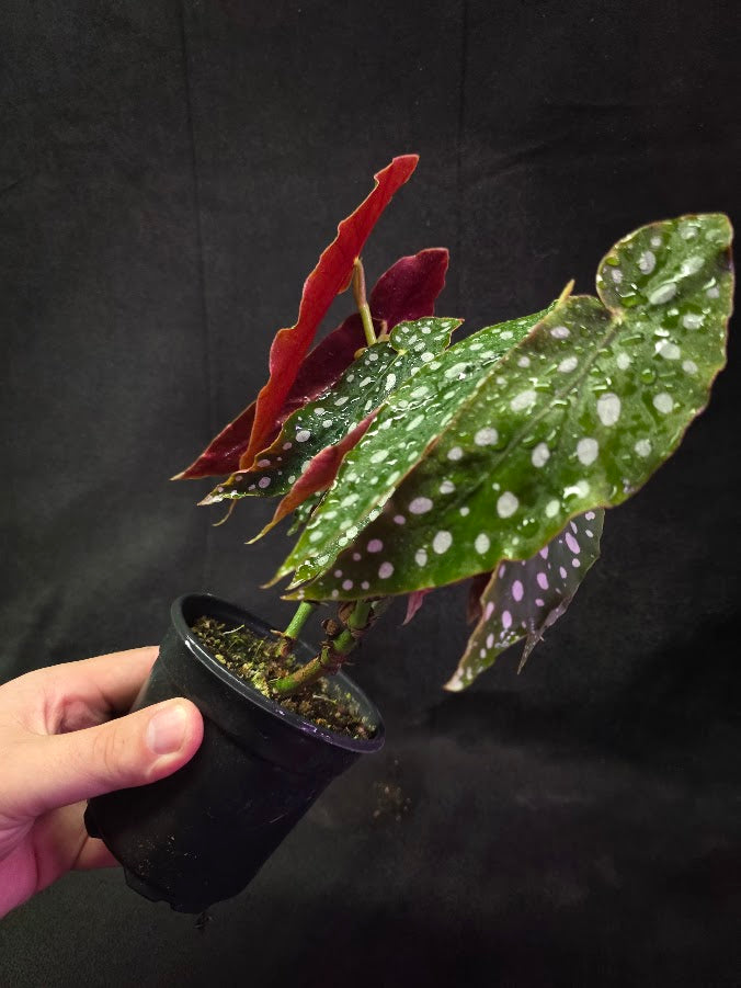 Polka Dot Begonia Silver Spot 