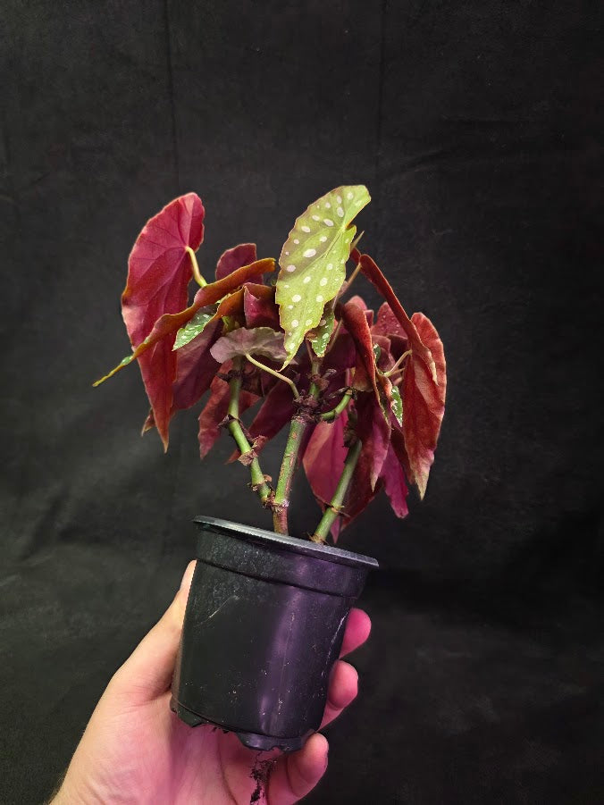 Polka Dot Begonia Silver Spot 