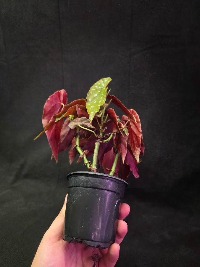 Polka Dot Begonia Silver Spot 