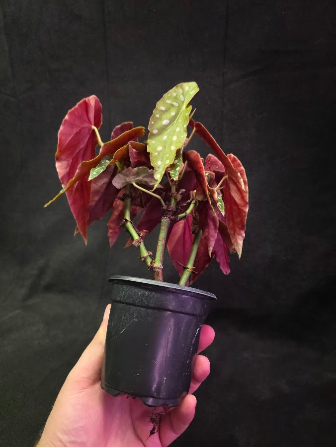 Polka Dot Begonia Silver Spot 