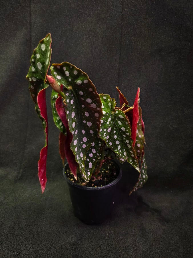 Polka Dot Begonia Silver Spot 