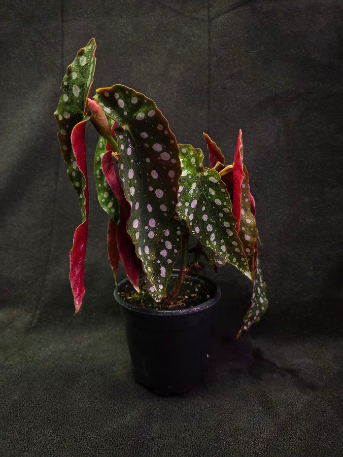 Polka Dot Begonia Silver Spot 
