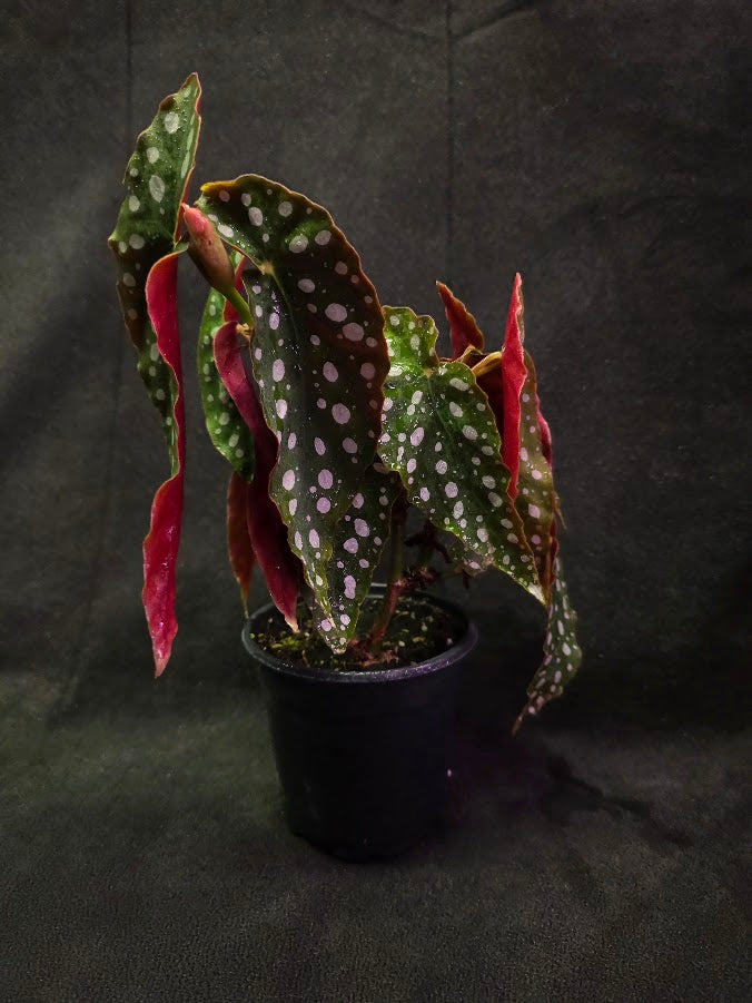Polka Dot Begonia Silver Spot 