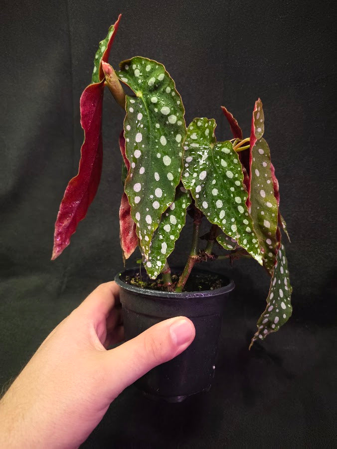 Polka Dot Begonia Silver Spot 