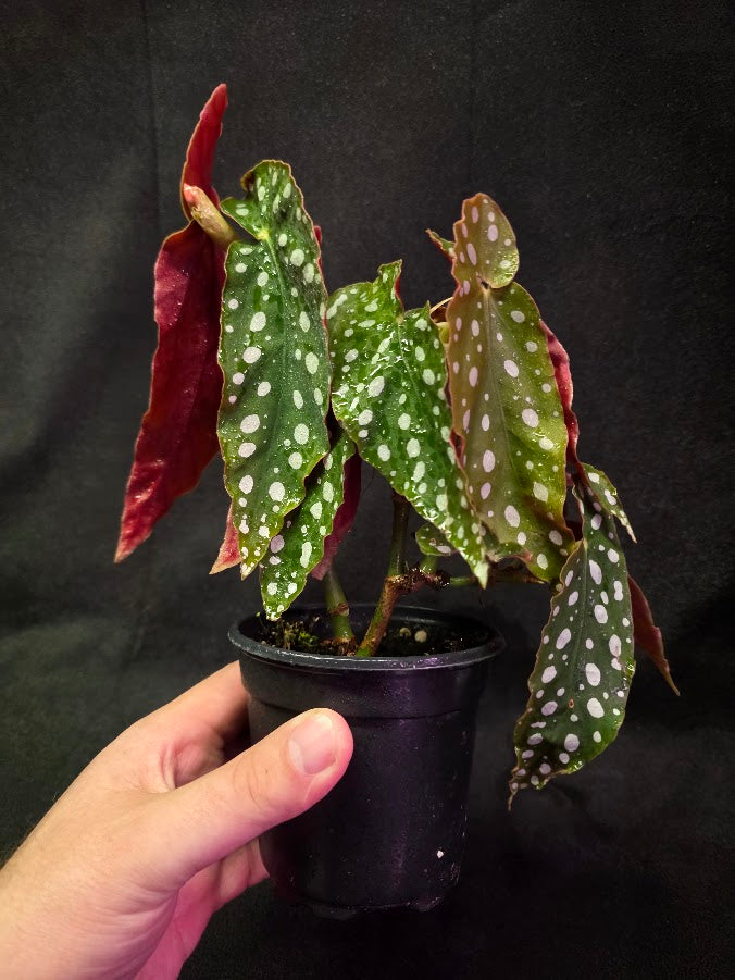 Polka Dot Begonia Silver Spot 