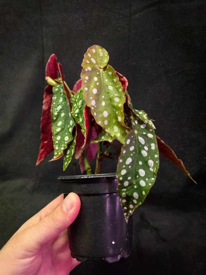 Polka Dot Begonia Silver Spot 