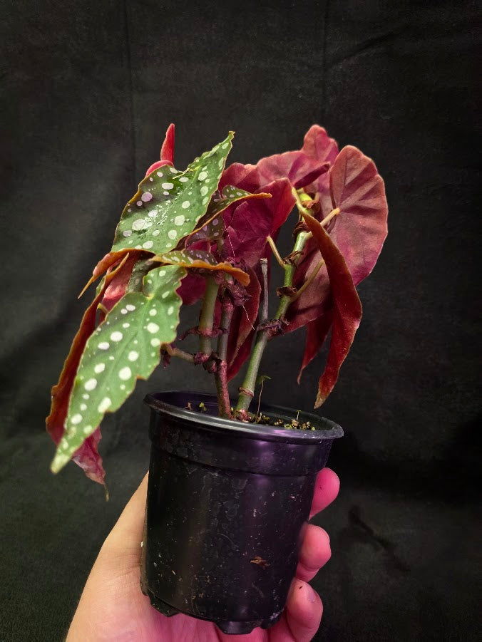 Polka Dot Begonia Silver Spot 