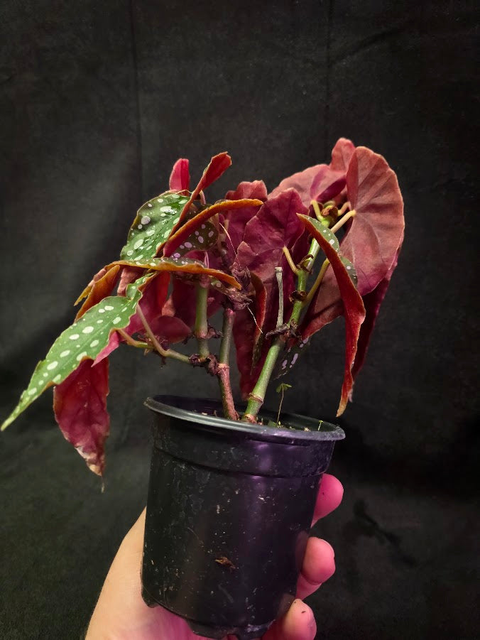 Polka Dot Begonia Silver Spot 