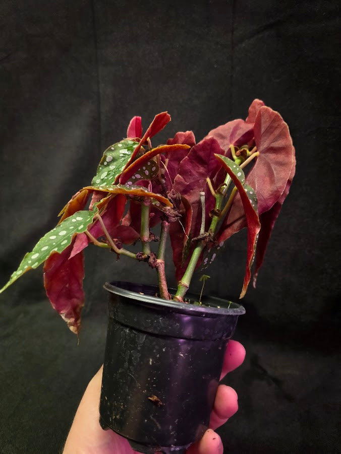 Polka Dot Begonia Silver Spot 